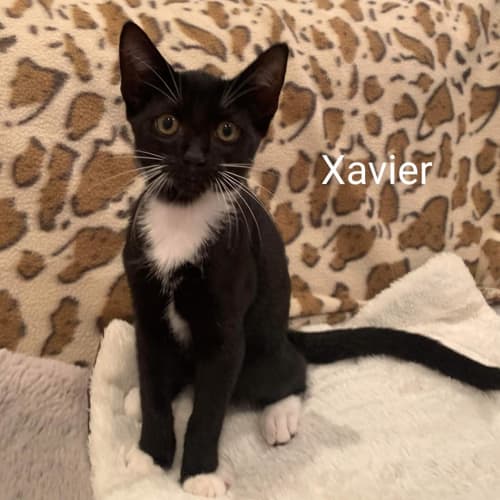 Xavier
