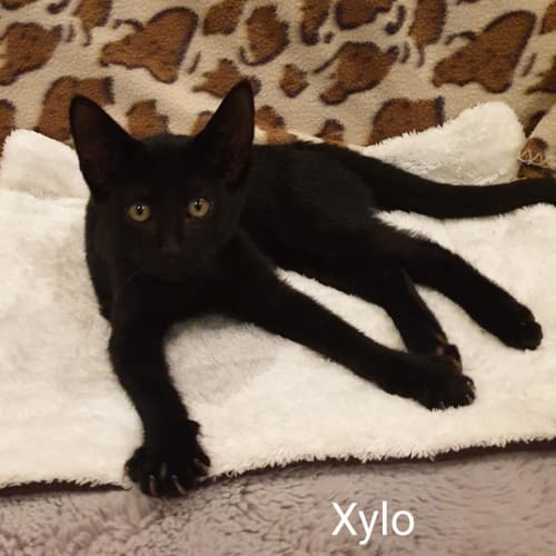 Xylo