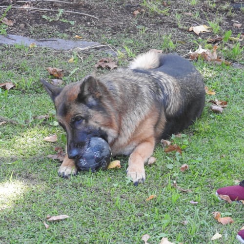 Tyson (bonded with Rocky)