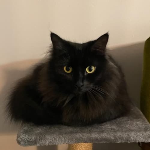 Willow