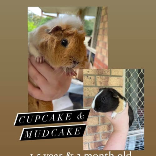 Cupcake & Mudcake