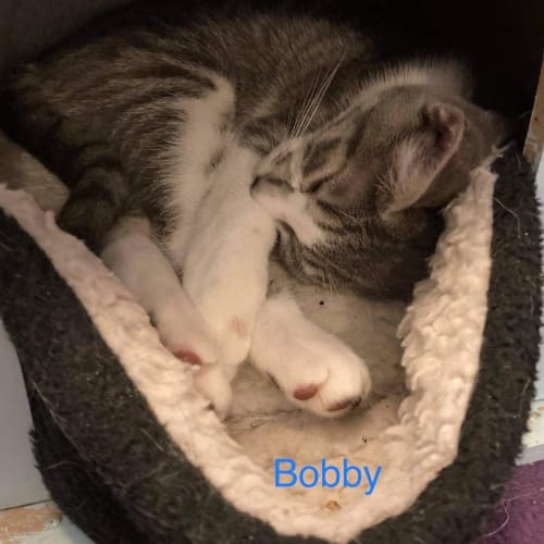 Bobby