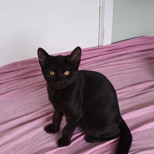Bagheera ( Was Donnie Darko