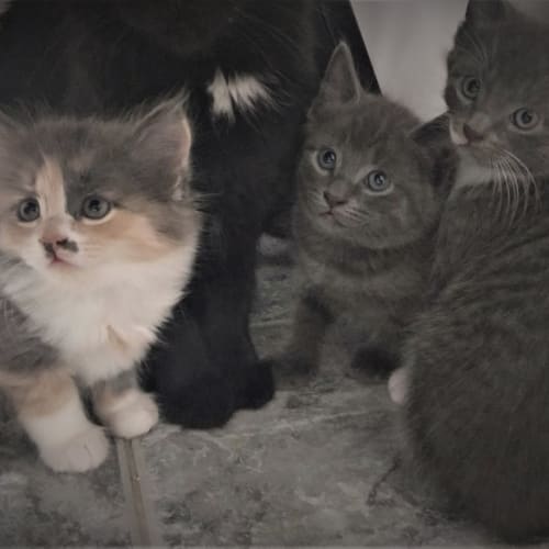 Adorable Kittens