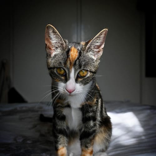 Lilith