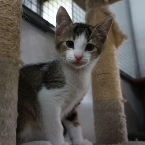 Horace
