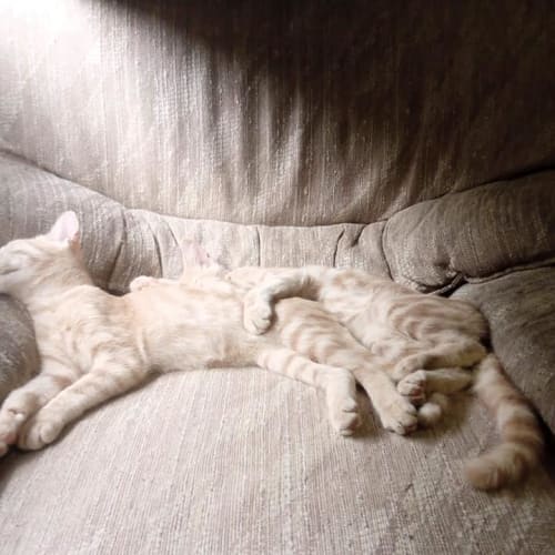 Cheeto and Dorrito