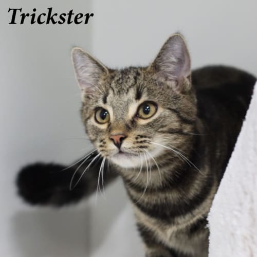Trickster