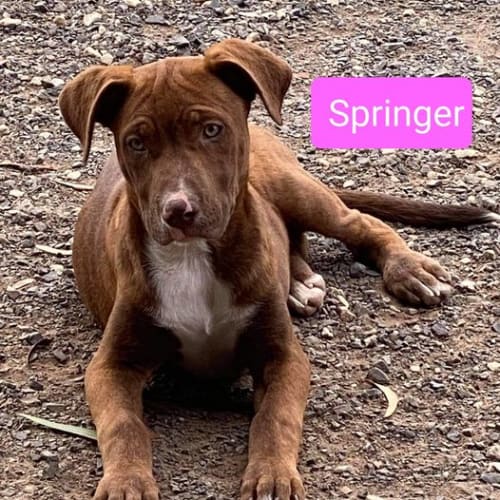 Springer
