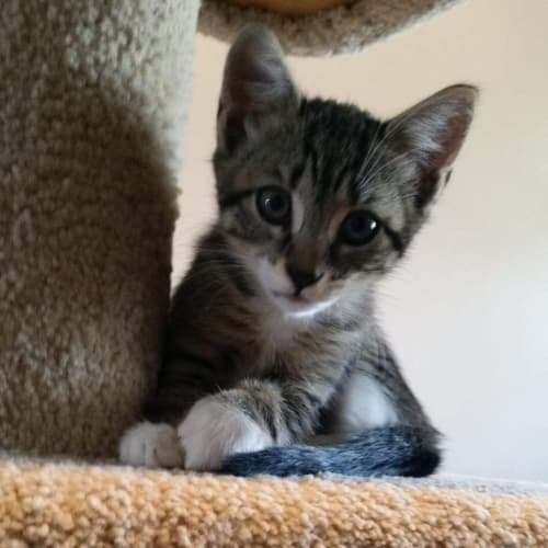 Bella