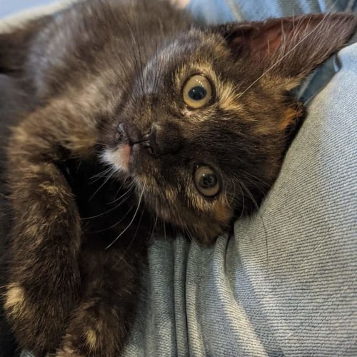 Elsie