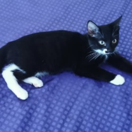 🐾🐈‍⬛ Tuxe 🐈‍⬛🐾