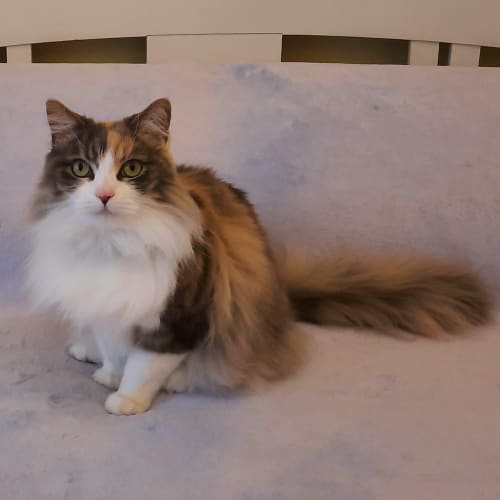 Mila - Located in Albert Park 
