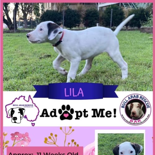 Lila