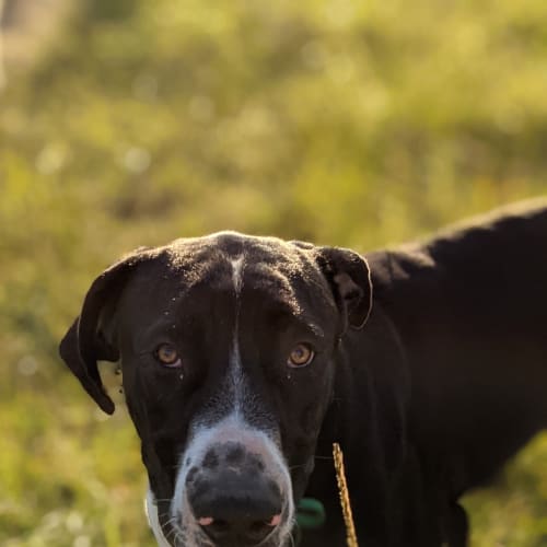 Matteo 