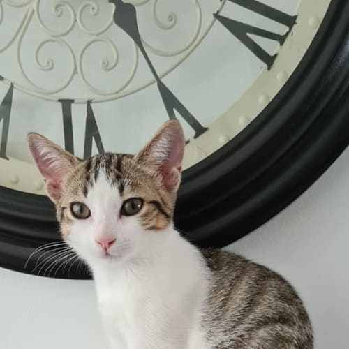 Milo