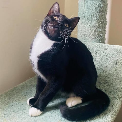 Vince - Located in Preston