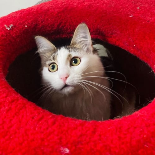 Princess - Located in Preston