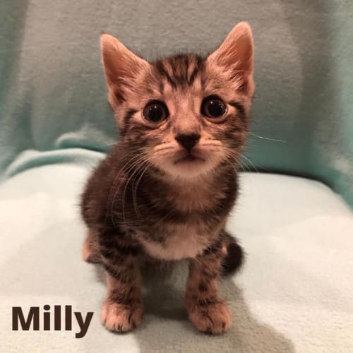 Milly 