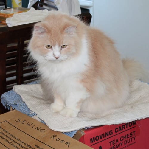 Jaffa