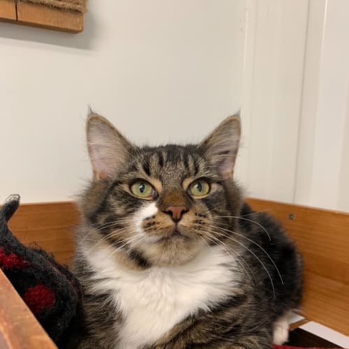 Mogwai