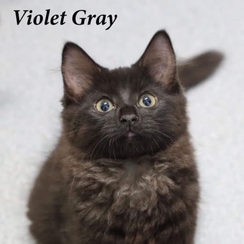 Violet Grey