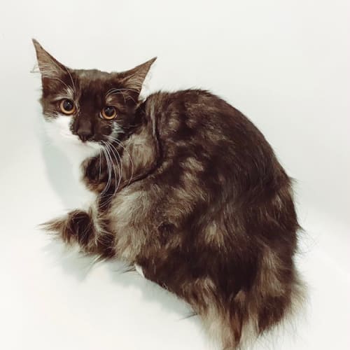 Priscilla