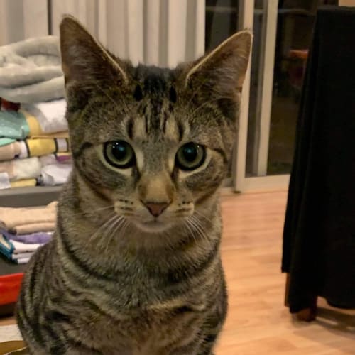Cadbury 