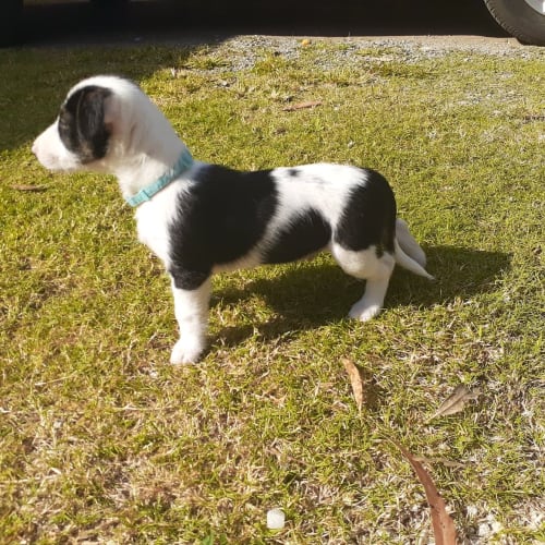 Elroy