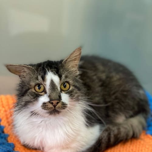 Danny - Located in Preston 