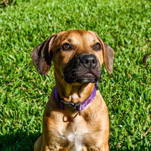 Cleopatra