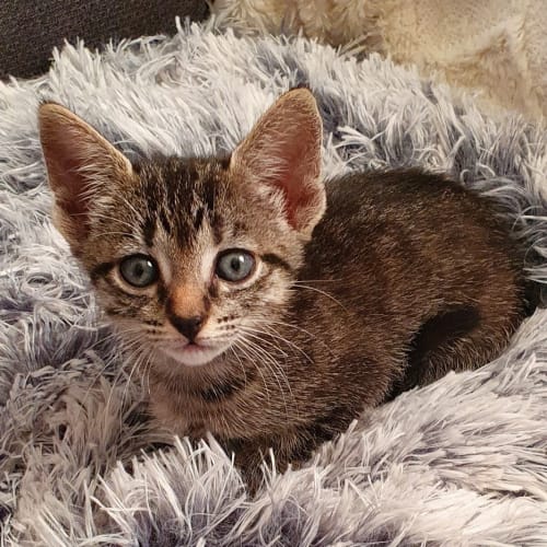 Tilly