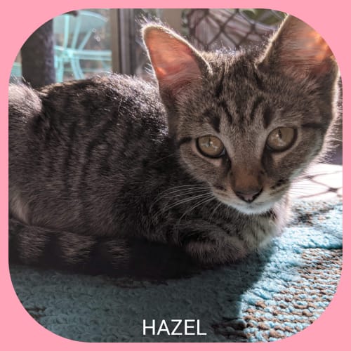 Hazel