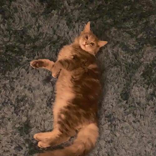 Bibi