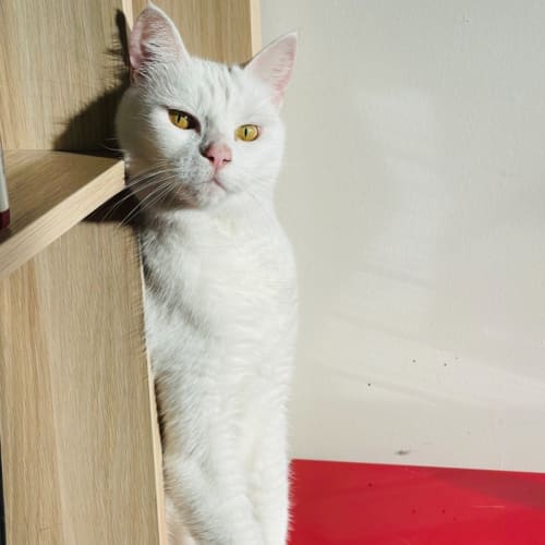 Emelia - Located in Preston 