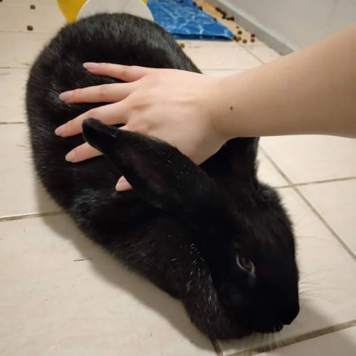 Rosie