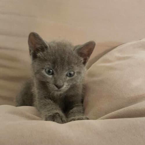 Bluey
