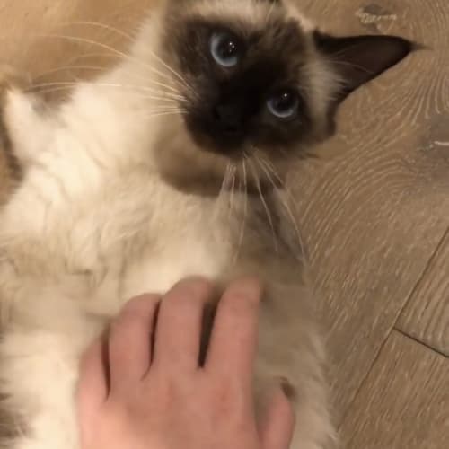 Isla