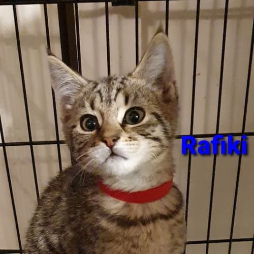 Rafiki