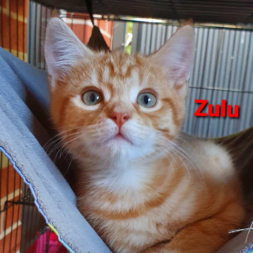 Zulu