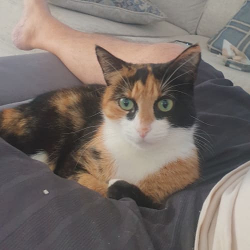 Willow