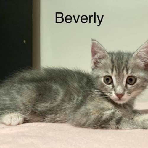 Beverly
