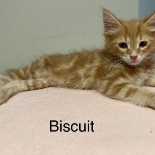 Biscuit