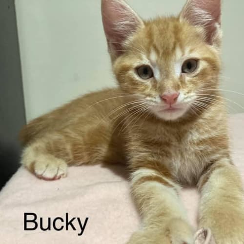 Bucky