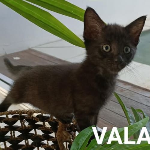 Vala