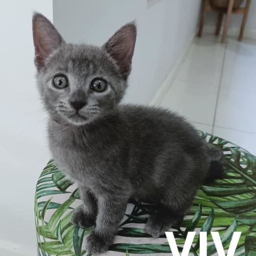 Viv