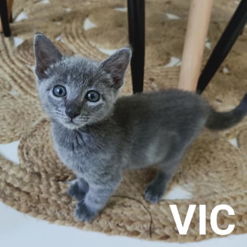Vic