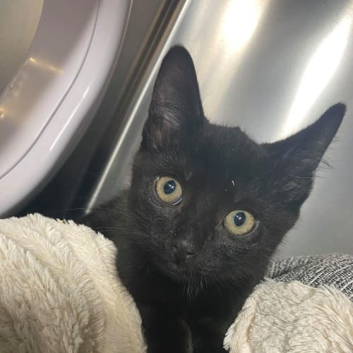 Toothless 