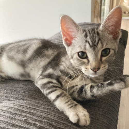 Wombles & Bubbles bonded pair