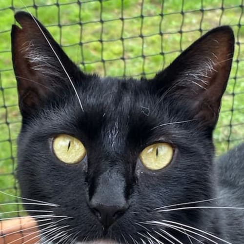 Loki **2nd Chance Cat Rescue**